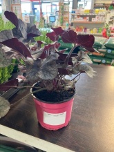 Гейхера Эксплоуже Сильвер d10 Lav 