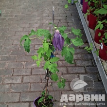 Клематис Виолет Лампион v2 CL 