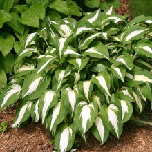 Хоста Найт Бефор Кристмас v2 Tim 