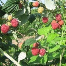 Я_Малина Королевский пингвин, красная v2 Tim 