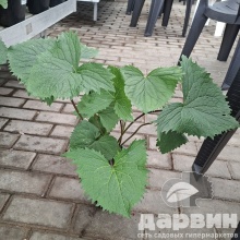 Бузульник Зе Рокет v2 Tim 