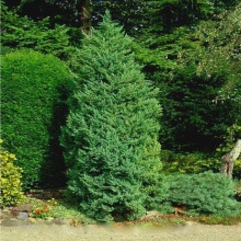 Можжевельник китайский Монарх v2 20-40 Bor по цене  Можжевельник китайский Монарх v2 20-40 Bor