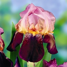 Корневище Ирис Амбассадор, 1шт/уп 