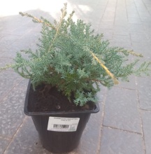 Можжевельник средний Голд Стар v2 Lav по цене  Можжевельник средний Голд Стар v2 Lav