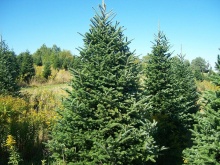 Пихта Фразера С3, 50-60см BL по цене  Пихта Фразера С3, 50-60см BL