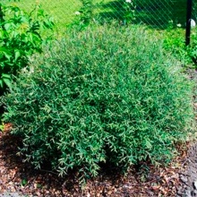 Ива пурпурная Нана h40-60 Tw 