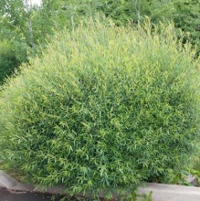 Ива пурпурная 80-100 Tim-Sav 