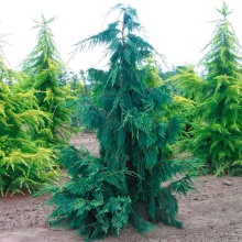 Кипарисовк нутканский Глаука v 3-5 Tim по цене  Кипарисовк нутканский Глаука v 3-5 Tim