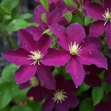 Клематис Уанс Мо v2 Cl 