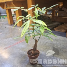 Пахира Акватика d9 h25 