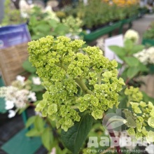 Гортензия метельчатая Самарская Лидия v5 Tim 