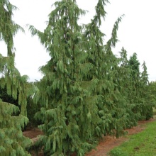 Кипарисовик нутканский Пендула v5 50-60 