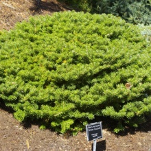 Растение пихта корейская Грин Карпет 30-40см 