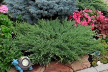 Можжевельник горизонтальный Андорра Компакт v15 40-60 YP 