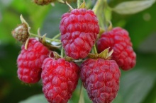 Малина Награда, красная v5 Tim 