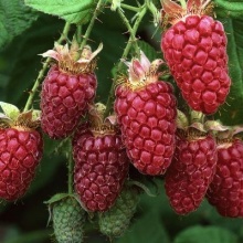 Малина ремонтантная Рубиновое Ожерелье красная p9 ОСП 