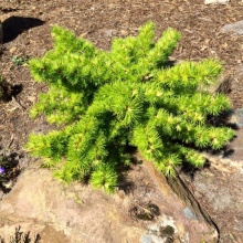 Лиственница кемпфера Меджик Голд C3 30-40 cm Mt по цене  Лиственница кемпфера Меджик Голд C3 30-40 cm Mt