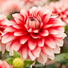 Клубень Георгина Ларрис Лав, 1шт/уп 