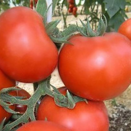 Семена томат Лежебок F1 Авторские 12шт Гавриш 