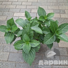 Гортензия крупнолистная Леди Мата Хари v3 Tim 