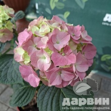 Гортензия крупнолистная Розита v3 Tim 