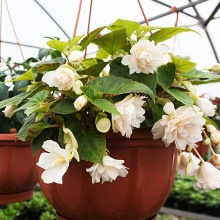 Бегония ампельная смесь в кашпо ЕГ 