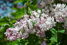 Сирень обыкновенная Красавица Москвы v16 