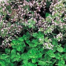 Семена душица обыкновенная Хуторянка 0,01г Поиск 