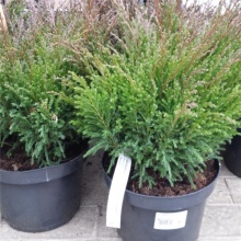Можжевельник горизонтальный Андорра Компакт Р23, 30-40см по цене  Можжевельник горизонтальный Андорра Компакт Р23, 30-40см