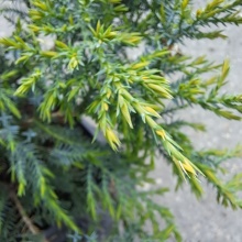 Можжевельник средний Пфитцериана Компакта v2 Lav 