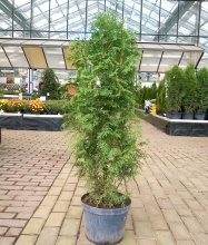 Туя западная Колумна 60-80 