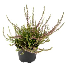 Эрика травяная d9 h15 