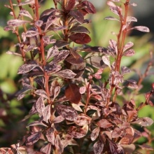 Барбарис тунберга Роузи Рокет v10 60-80 Ul 