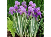 Корневище Ирис Паллида Варигейт, 1шт/уп 