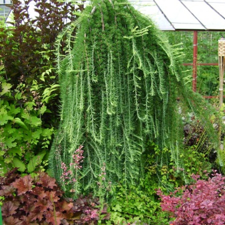 Растение лиственница кемпфера Стив випер с18/180-20 Bor 