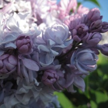 Сирень обыкновенная Катерина Хавемейер С5, 60-80см 