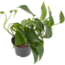 Эпипремнум Ауреум d12 