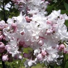 Сирень обыкновенная Красавица Москвы c5 h60-80 