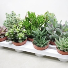 Суккулент Делюкс микс d8 h15 