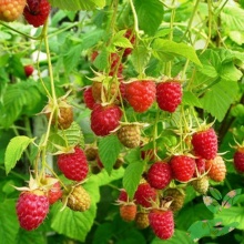 Малина Новость Кузьмина, красная v5 Tim 