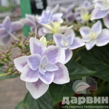 Гортензия крупнолистная Стар Гейзер Блю v5 Tim 