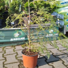 Растение Тсуга канадская 60-80 