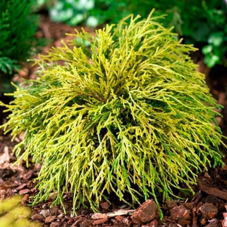 Растение кипарисовик горохоплодный Санголд с12, 40-50см 