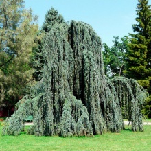 Кедр ливанский Атлантика Глаука Пендула 100-125 cm cont. 7,5L Mt по цене  Кедр ливанский Атлантика Глаука Пендула 100-125 cm cont. 7,5L Mt