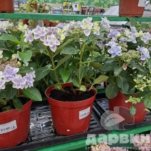 Гортензия крупнолистная Стар Гейзер Блю v5 Tim 