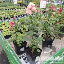 Роза мускусная Буке Парфе v5 Lav 