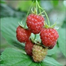 Малина Новость Кузьмина, красная v5 Tim 