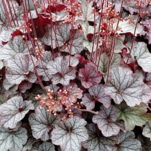 Гейхера Эксплоуже Сильвер d10 Lav 