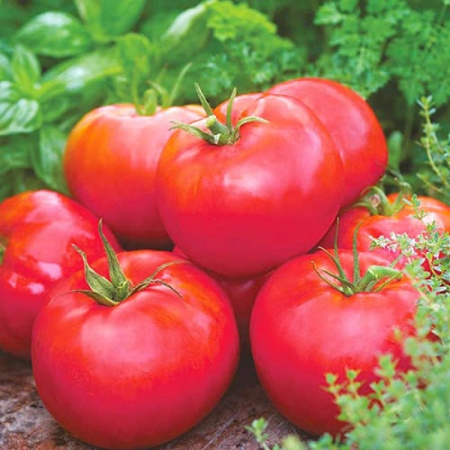 Семена томат Яблочный(Сиб сад) 