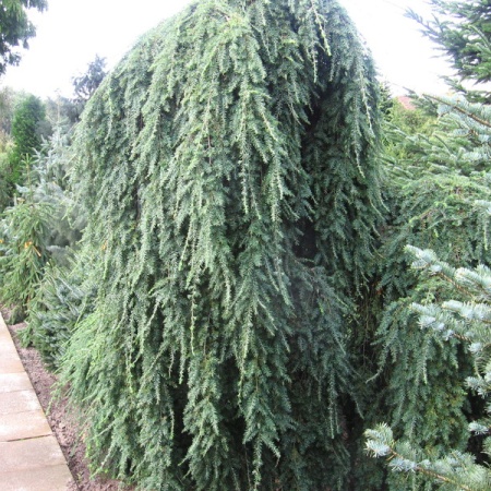 Растение тсуга канадская Барс випер 60-80 см С4, Mt 